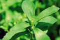 Stevia